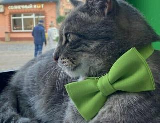 Лучший сотрудник магазина Зеленоградска кот Сергей объединил сотни людей